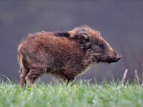 Un sanglier sème la panique dans une piscine du Cher (Photo)